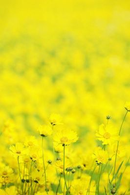 摄影-黄色海洋 花卉