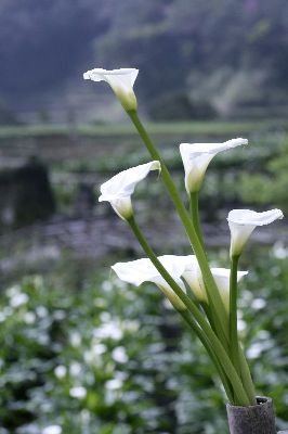 摄影-马蹄兰之十一 花卉