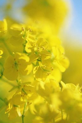 摄影-黄色视线 花卉