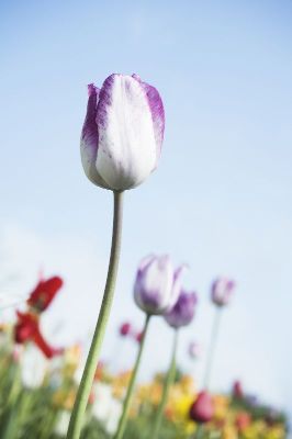 摄影-郁金香之二 花卉