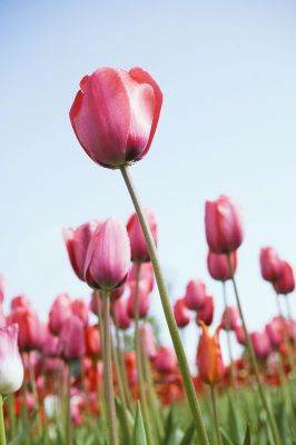 摄影-红色郁金香之二 花卉