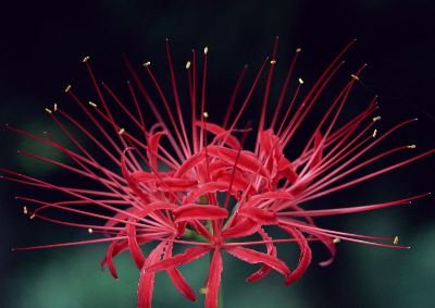 摄影-红刺 花卉