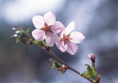 摄影-樱花之十二 花卉