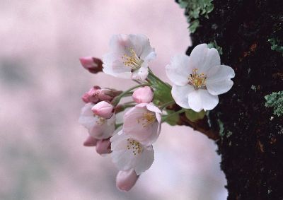 摄影-樱花之十三 花卉
