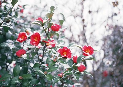 摄影-雪中红花