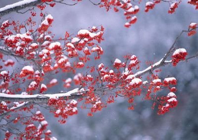 摄影-雪中红叶 花卉
