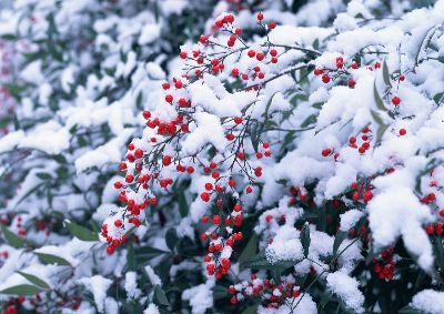 摄影-雪中红果 花卉