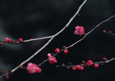 摄影-艳丽二 花卉