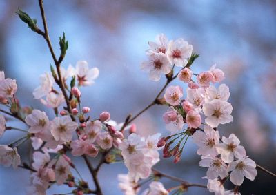 摄影-樱花之六 花卉