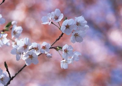 摄影-樱花之七 花卉