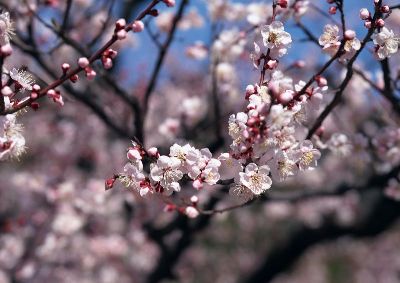 摄影-春树暮云一 花卉