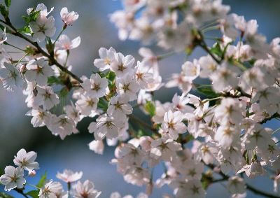 摄影-樱花之八 花卉