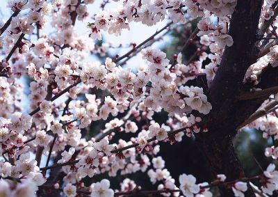 摄影-春树暮云二 花卉