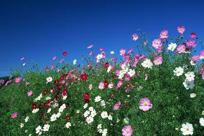 摄影-飘展 花卉