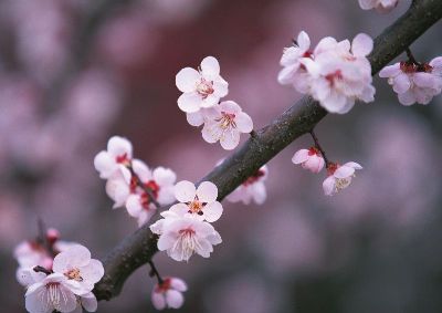 摄影-春树暮云三 花卉