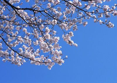 摄影-蓝天樱花 花卉