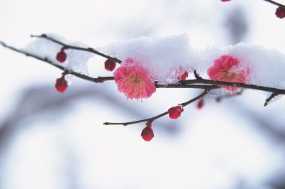 摄影-雪中一枝梅 花卉