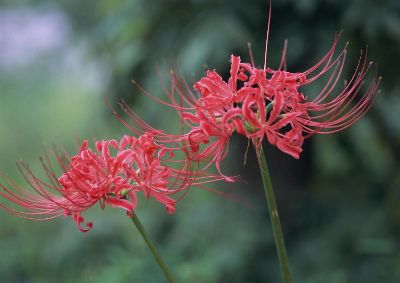 摄影-红绸 花卉