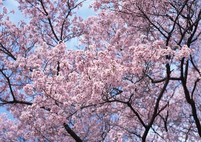 摄影-粉红 花卉