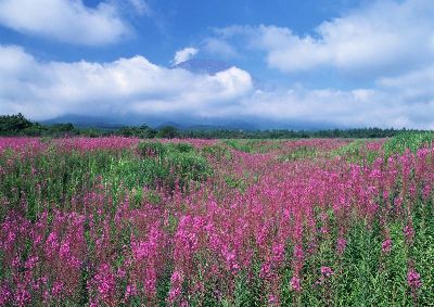 摄影-原野 花卉