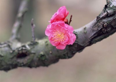 摄影-余生 花卉