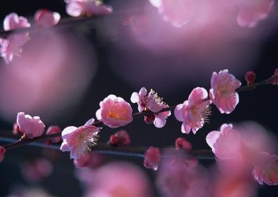摄影-高枝绽放 花卉