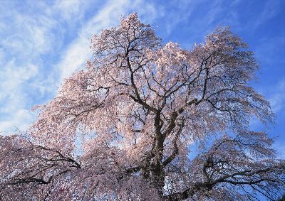 摄影-清风 花卉