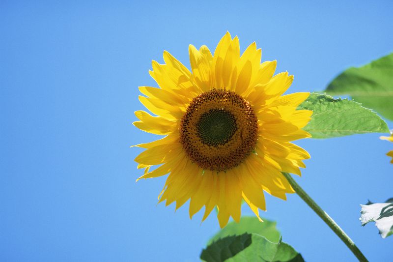摄影-向日葵之十六 花卉