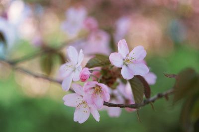 摄影-樱花之二十 花卉