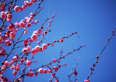 摄影-几枝梅 花卉