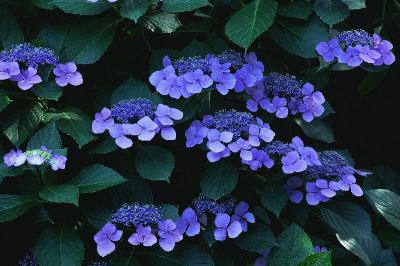 摄影-紫色花坛 花卉