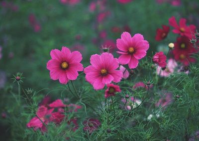 摄影-田间之八 花卉