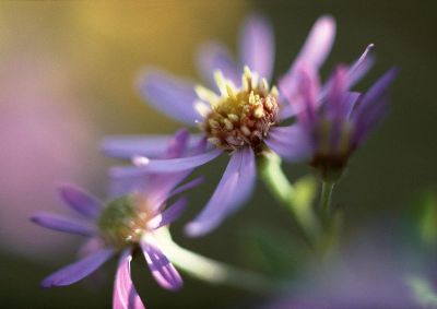 摄影-紫花之三 春光