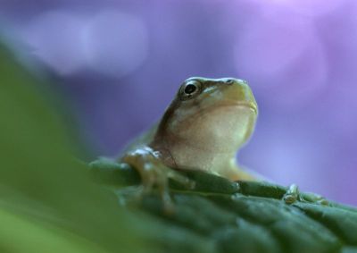摄影-青蛙与花之三 春光