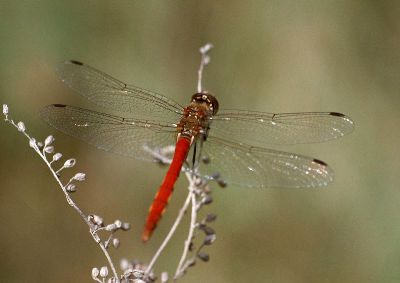 摄影-红蜻蜓 春光