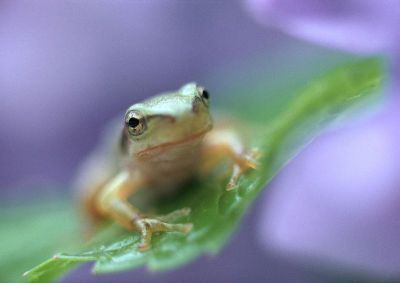 摄影-青蛙与花之四 春光