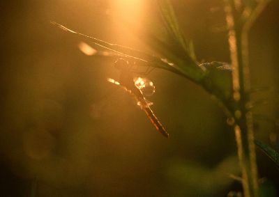 摄影-蜻蜓之十一 春光