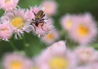 摄影-昆虫与花之一 春光