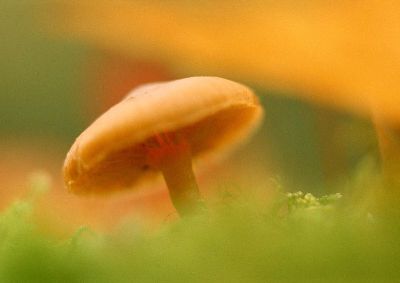 摄影-蘑菇之六 春光