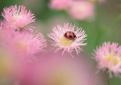 摄影-昆虫与花之二 春光