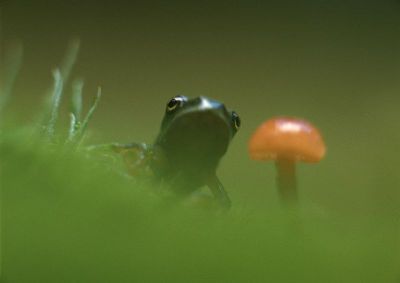 摄影-青蛙与花之七 春光