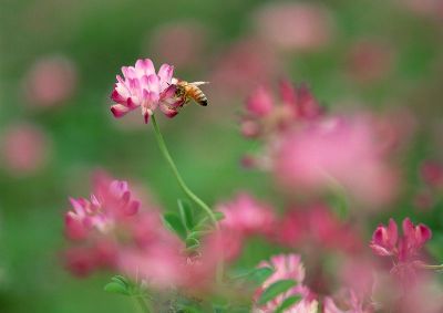 摄影-昆虫与花之三 春光