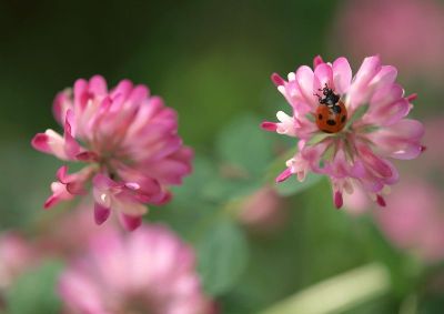摄影-昆虫与花之四 春光