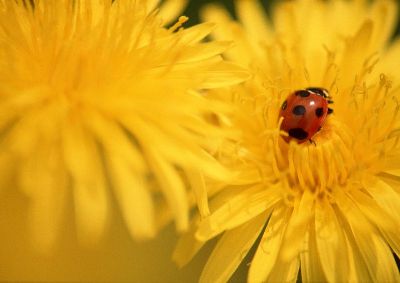 摄影-昆虫与菊花之一 春光