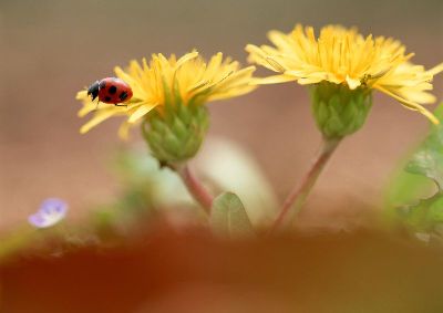 摄影-昆虫与菊花之二 春光