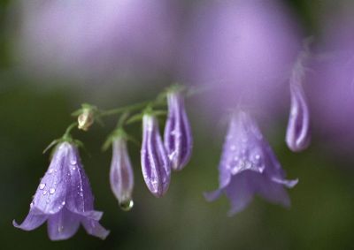 摄影-风铃草之紫色叮当 春光
