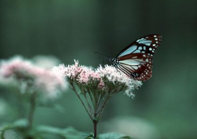 摄影-蝴蝶与花之三 春光