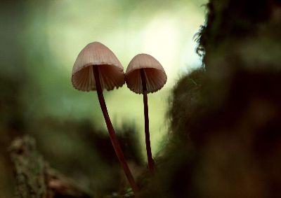 摄影-蘑菇之五 春光
