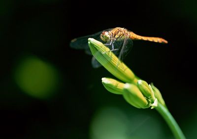 摄影-蜻蜓之三 春光