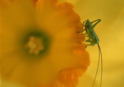 摄影-昆虫与黄花之八 春光